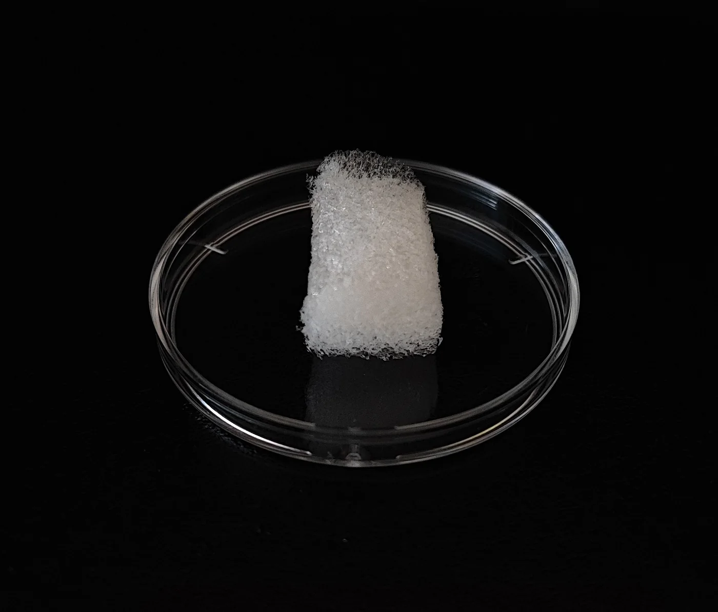 Porous biomaterial sample in a Petri dish developed during LASRA research.
